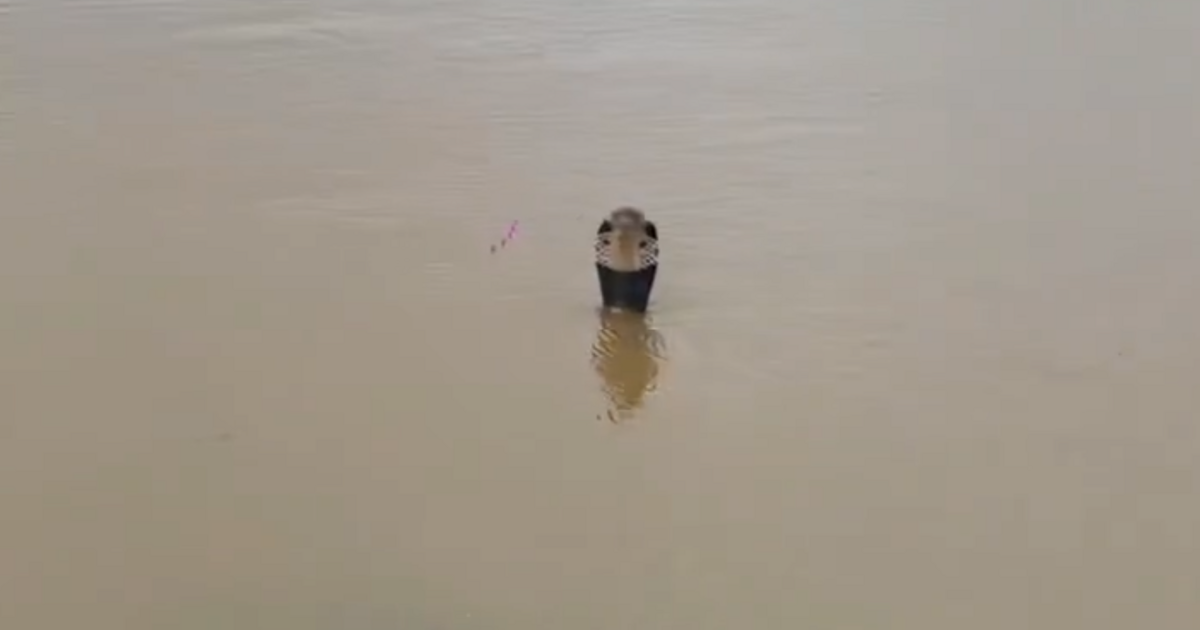 Floods and Cobras: Double Disaster as 900 Snakes Escape Submerged Farm in China