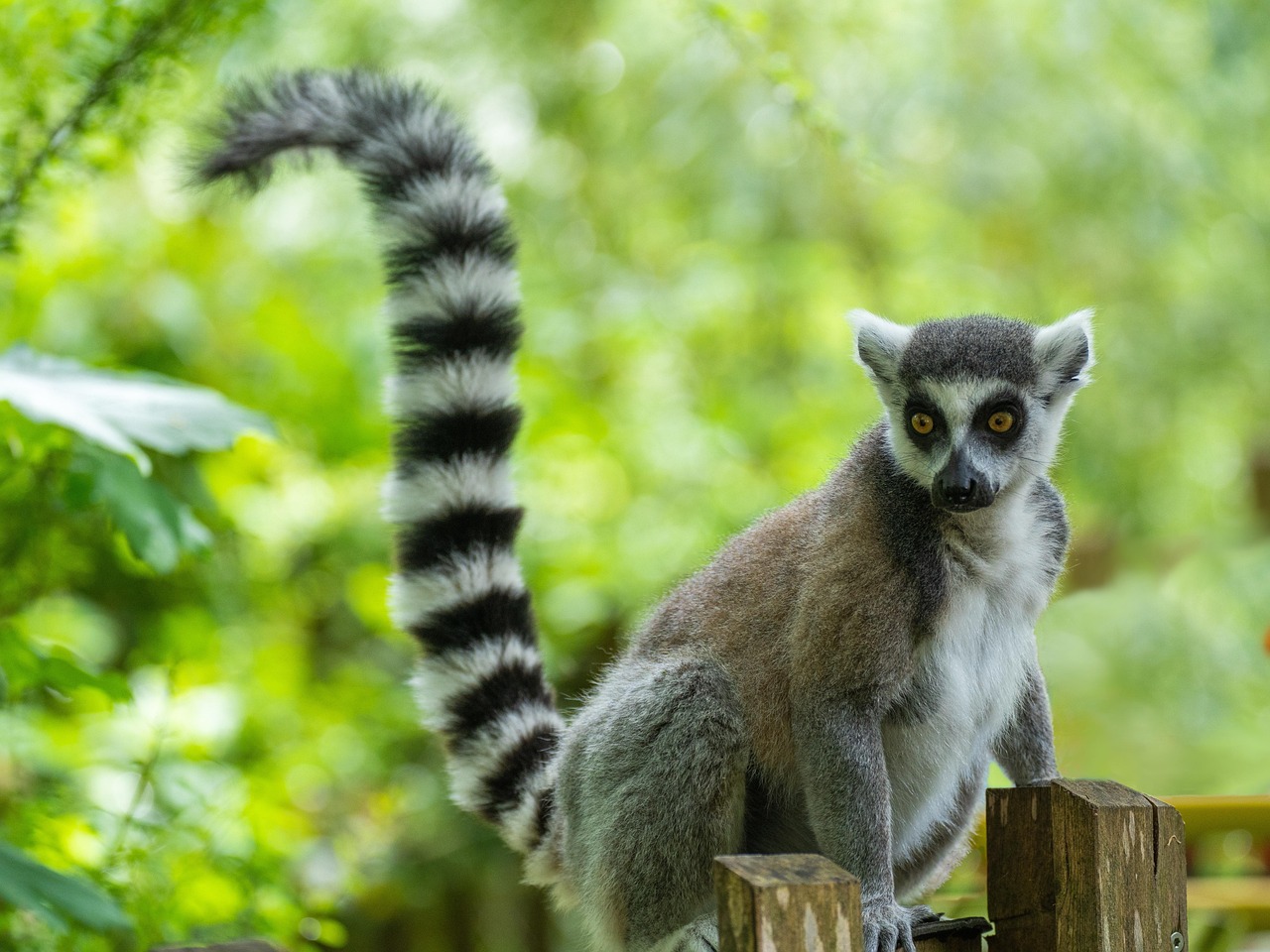 Two Lemurs Stolen from Gazipur Safari Park Found at Gujarat’s Banatara